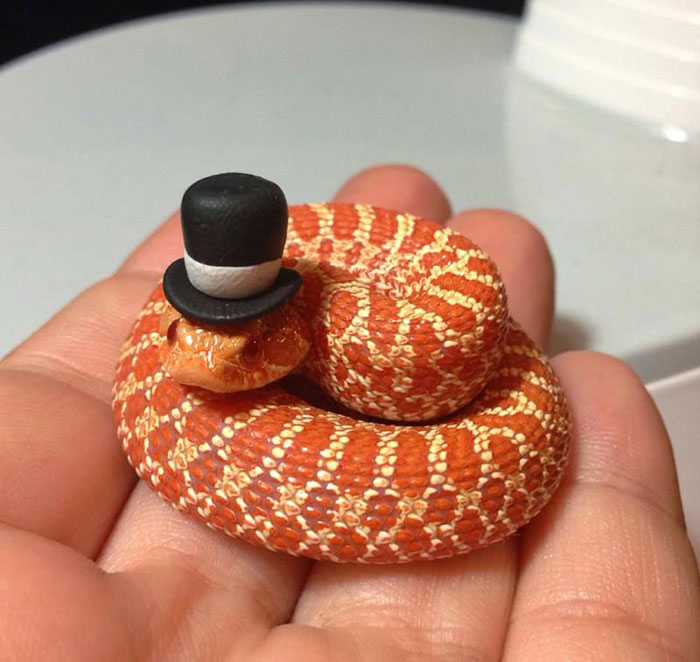 Félsz a kígyóktól? Nézd meg őket kalapban!