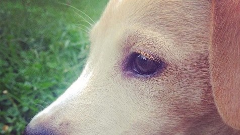 Így bánja bűnét a világ legszomorúbb kutyusa – fotó
