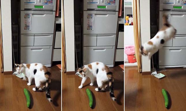 Nagyon érdekes kérdés: miért félnek a cicák az uborkától?