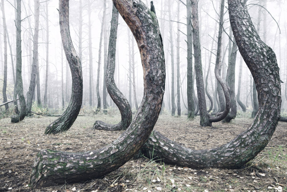 Különleges, elvarázsolt erdő Lengyelországban