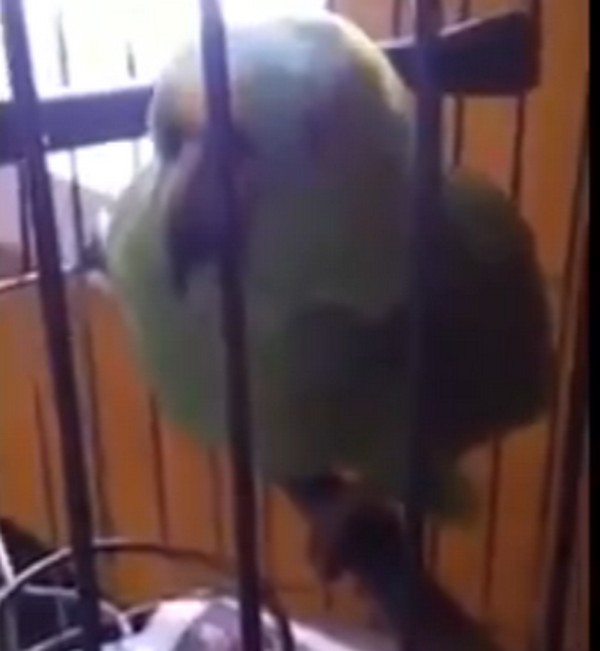 Papagáj, aki síró csecsemőt utánoz