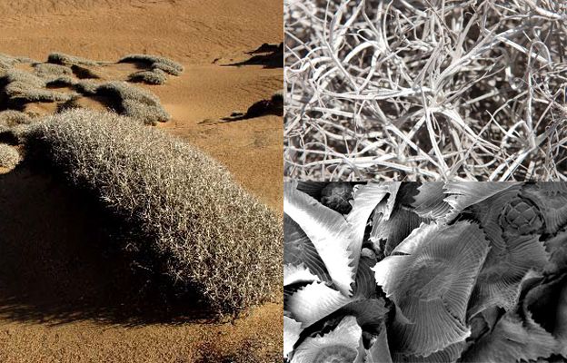 Felderítették az Atacama-sivatag ködének 3500 éves történetét