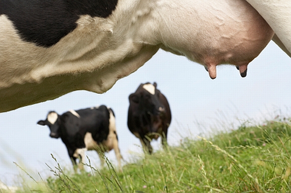 Emelkedik a tejtermelőknek nyújtható ideiglenes rendkívüli támogatás