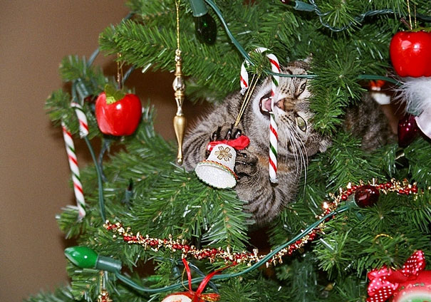 10 cicus, aki nem szabadul a karácsonyfa bűvöletétől