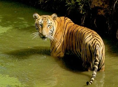 Harminc éve nincs nyoma a vadon élő dél-kínai tigrisnek