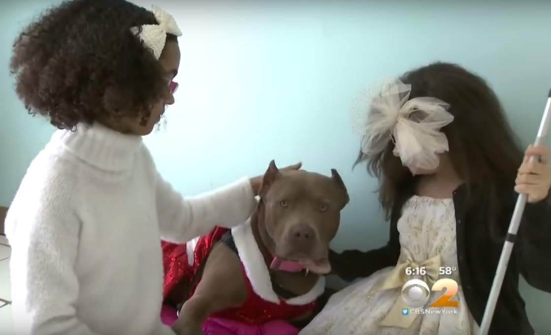 Két vak kislány számára a sérült pitbull volt a tökéletes karácsonyi ajándék