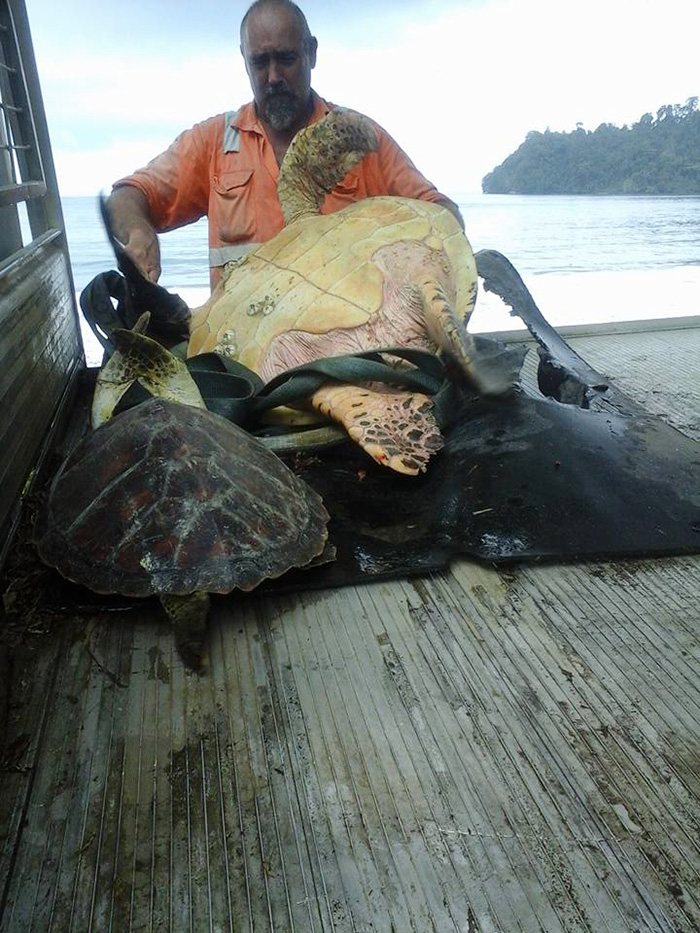 Egy férfi teknősöket vesz a helyi piacon, majd visszaengedi őket a tengerbe