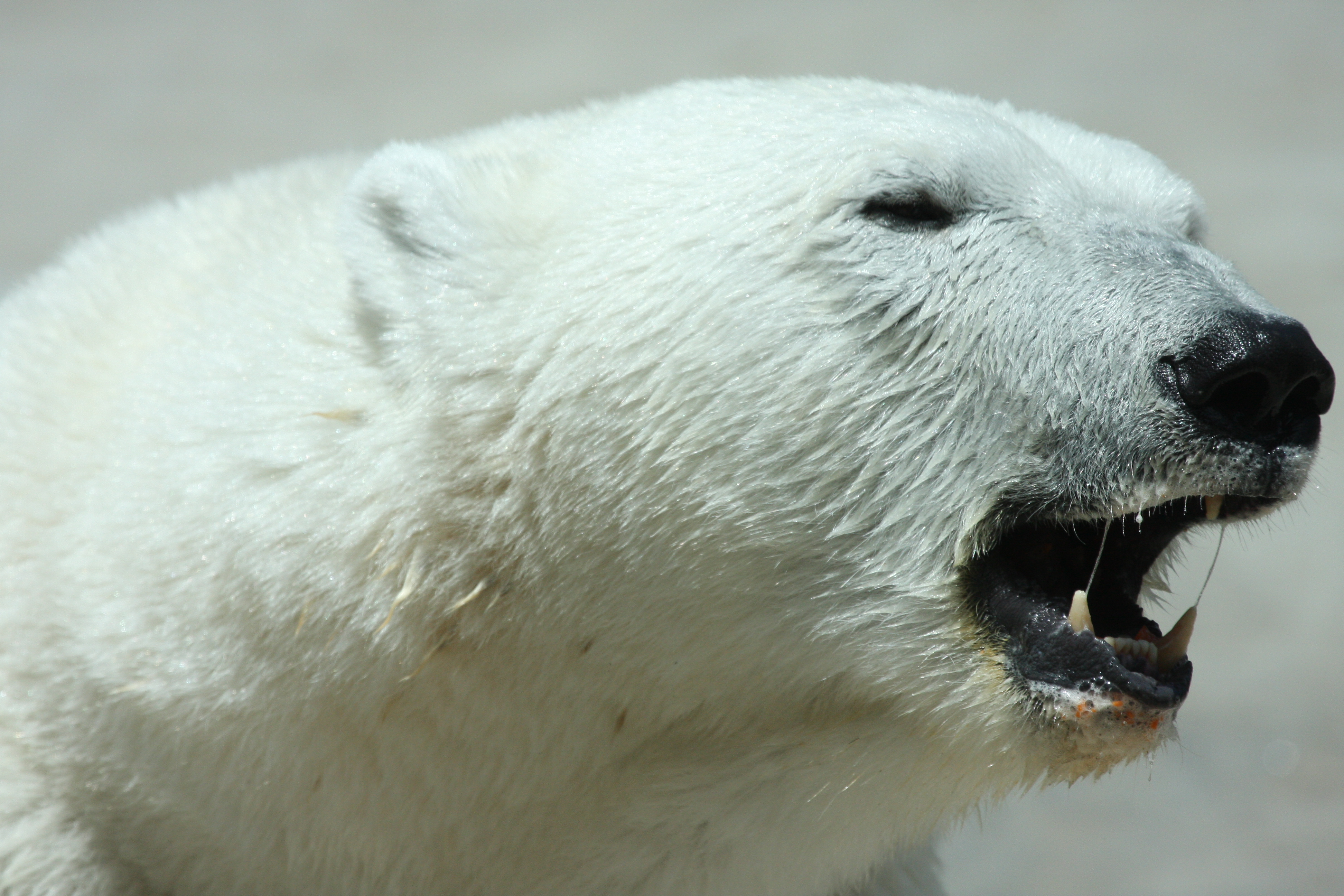 Petárdával etette meg a jegesmedvét – megrázó videó