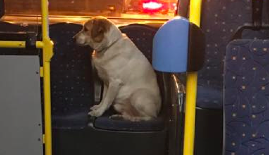 Felűzte a petárdázás a buszra a rémült kutyust a Pesti úton