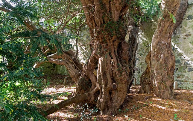 Európa legöregebb fája 3000 év után nemet váltott