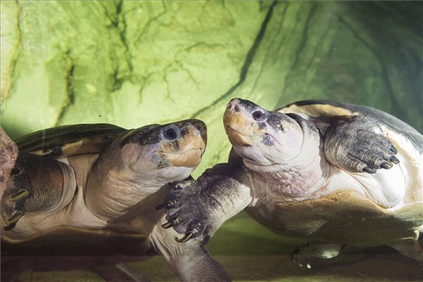 Borneói folyami teknősök kerültek a Nyíregyházi Állatparkba