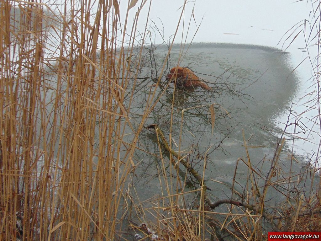 Jeges Velencei-tóból mentettek ki egy kutyust a tűzoltók