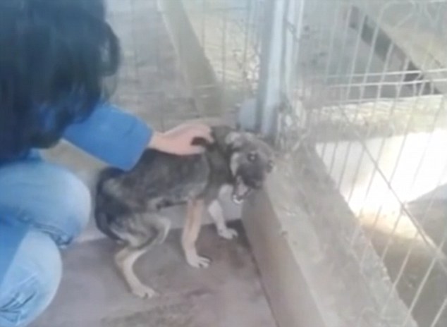 Szívfacsaró videó - először kap simogatást a bántalmazott kutya