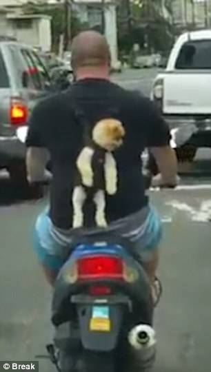 Kutya szállítása motoron- videó