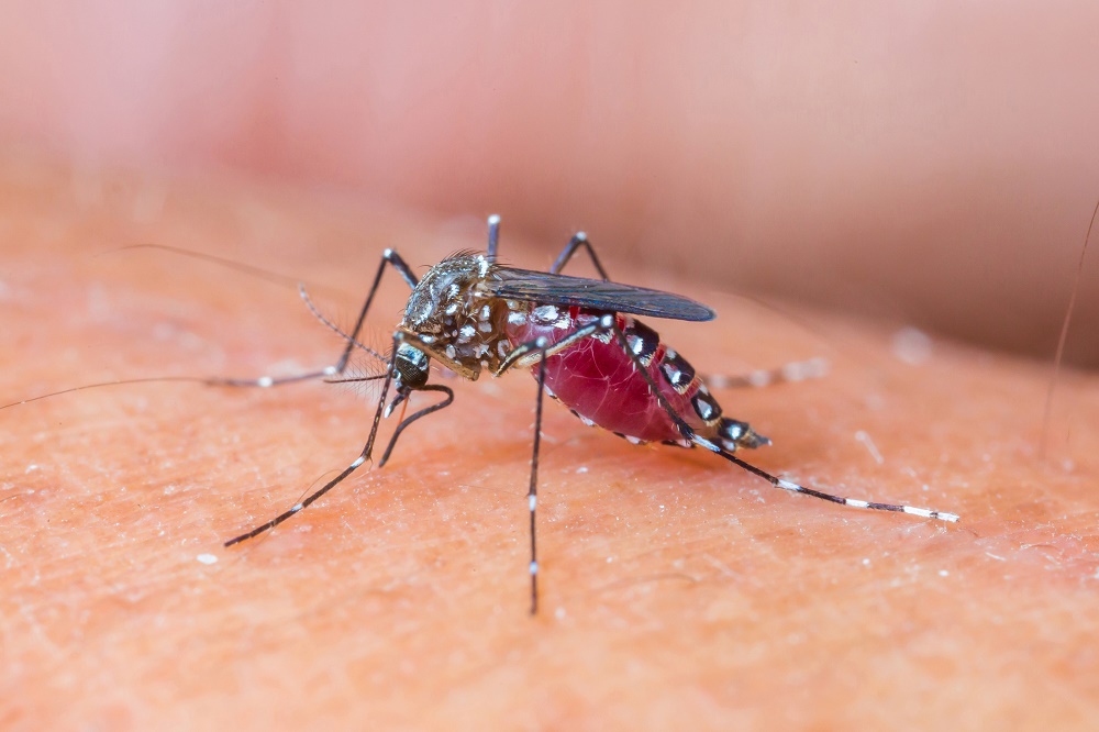 Infektológus: Magyarországon nem kell tartani a Zika-vírus okozta járványtól
