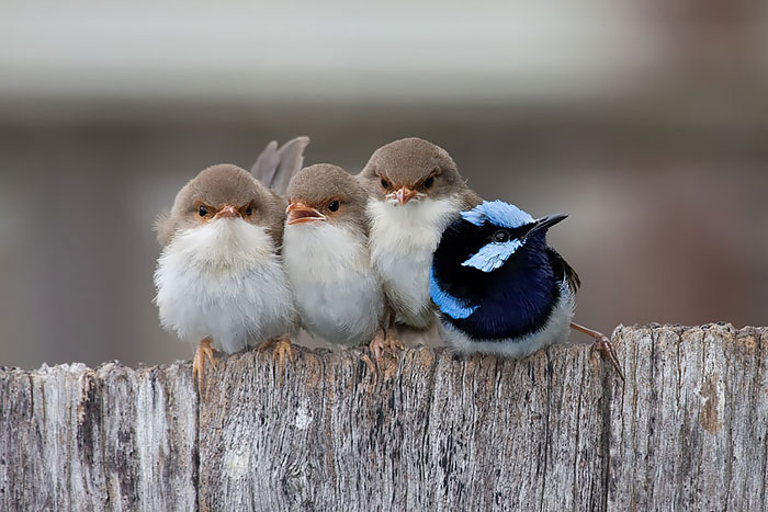 Így gondoskodnak a madarak kicsinyeikről