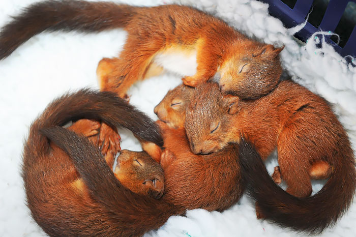 Igazán édes képek mókusokról