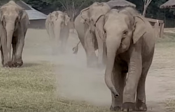 Elefánt és traktoros barátsága- videó