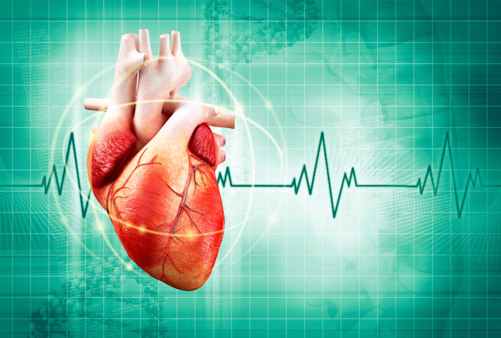 A lassú szívverés nem növeli a szívbetegség kockázatát