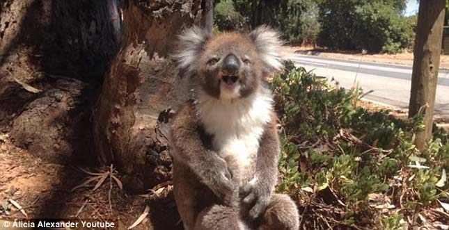 Elképesztő hisztiben tört ki a fáról lezavart koala – videó