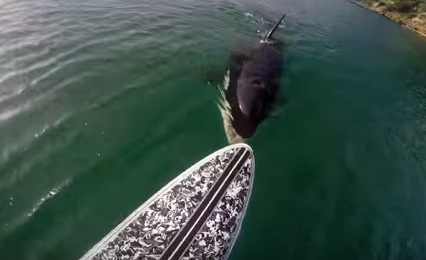 Orca vs. SUP-os--> elképesztő videó
