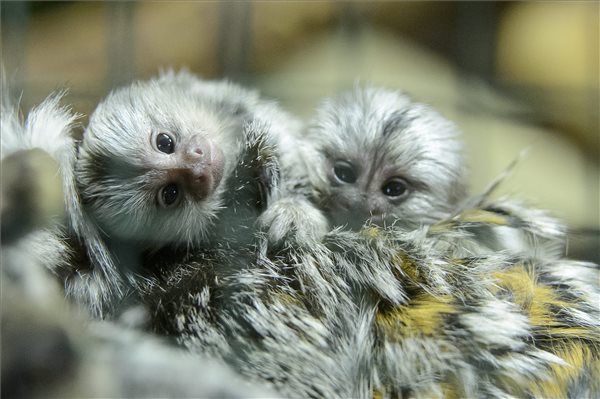 Fehérpamacsos selyemmajmok születtek a Gyöngyösi Állatkertben