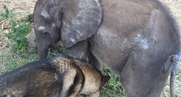 Segítőkutya hozta vissza az életbe a beteg elefántborjút - videó