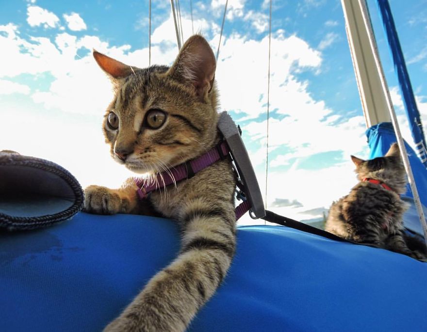 Két elhagyott cica nagyszerű kalandjai