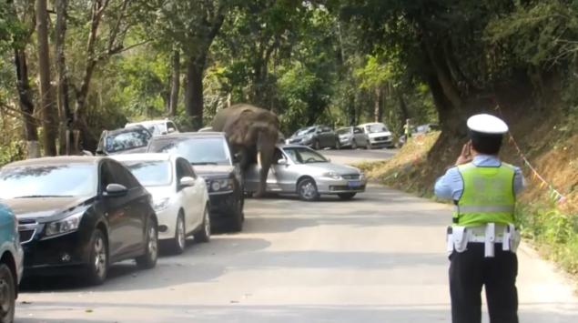 Négy nap alatt már háromszor támadt parkoló autókra egy elefánt Kínában - videó