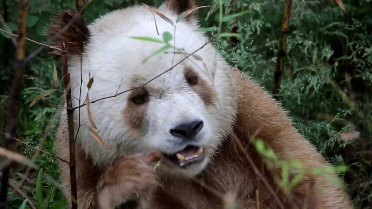 Átvészelte a nagy hidegeket a világ egyetlen barna pandája
