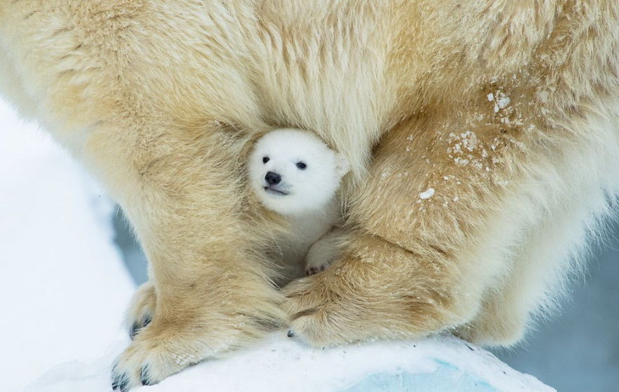 A legaranyosabb képek jegesmedvebocsokról