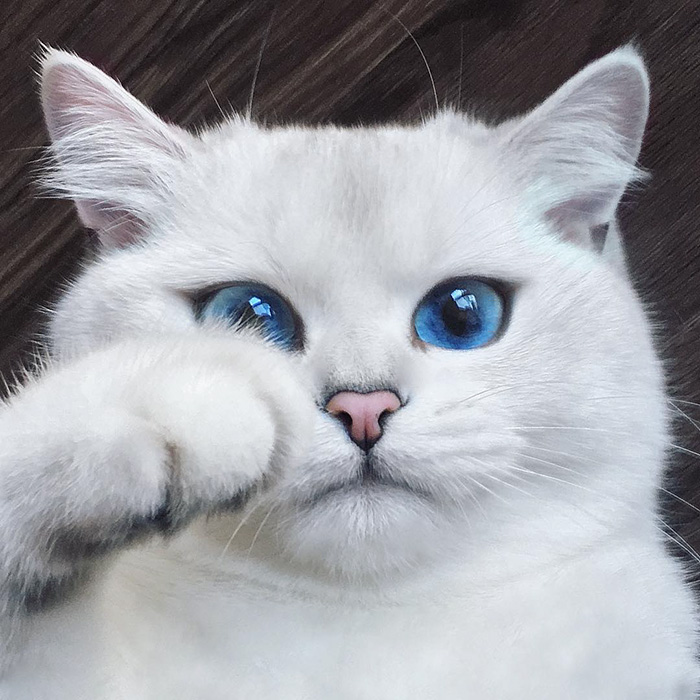 Az internet legszebb szemű cicája