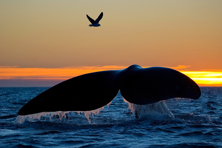 Lenyűgöző képek bálnákról