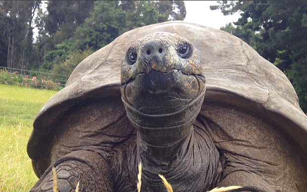Először fürdették meg a világ legöregebb állatát, Jonathant, a 184 éves teknőst - videó