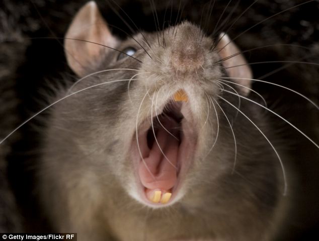 Giga patkányszörnyet fogtak egy londoni játszótéren - fotó