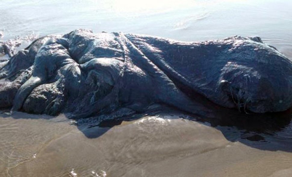Gigantikus bizarr lény tetemére bukkantak a mexikói partoknál – videó