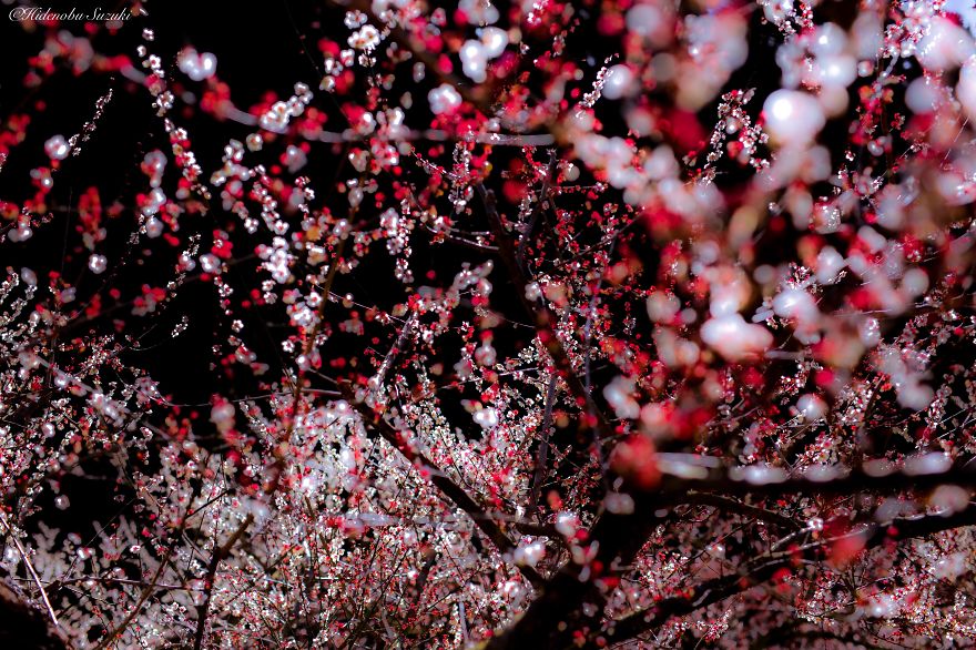 Csodálatos cseresznyevirágzás Japánban