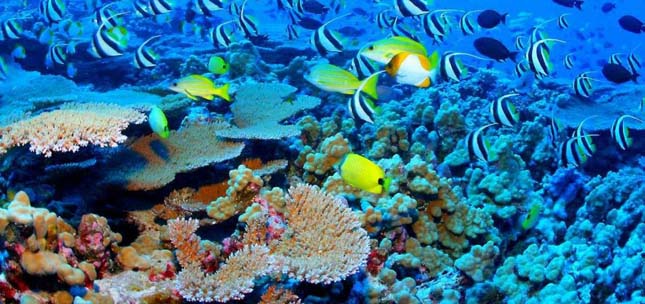Az ausztrál Nagy-korallzátony eddigi legsúlyosabb korallfehéresedés zajlik
