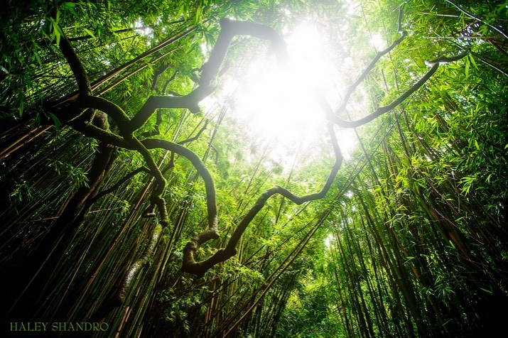 Pipiwai Trail - kalandos kirándulás Hawaii legszebb bambuszerdejében