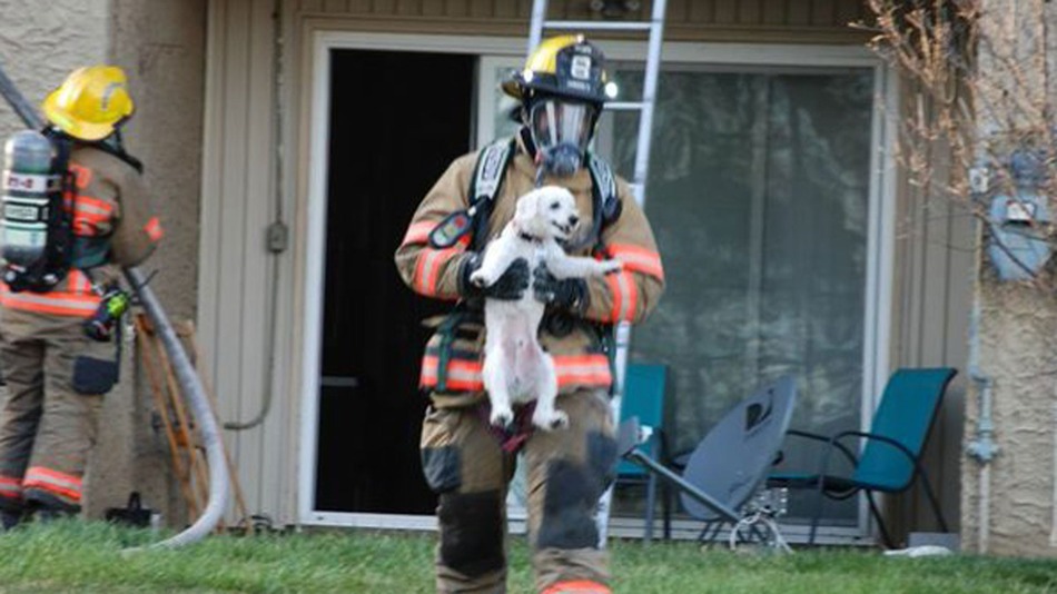 Mosolygott a tűzből kimentett hálás kutyakölyök - fotó