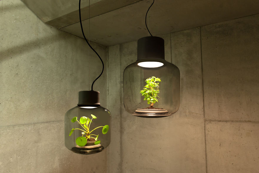 Különleges lámpákban növekedő növények
