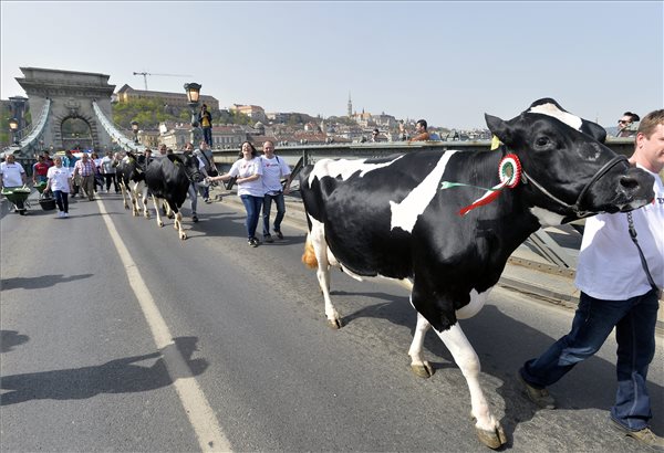 Mintegy félszáz tejtermelő tüntetett hétfőn a fővárosban
