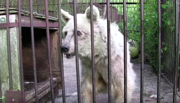 20 év fogság után szabadították ki a ketrecben élő medvét - videó