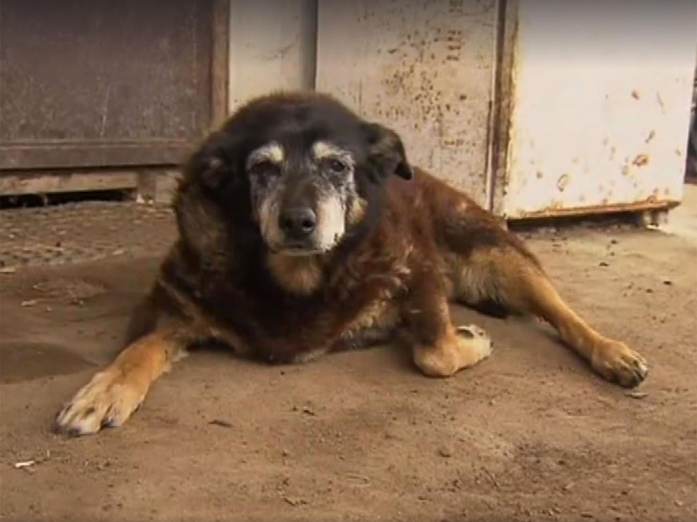 30 évesen meghalt a világ nem hivatalosan legidősebb kutyusa