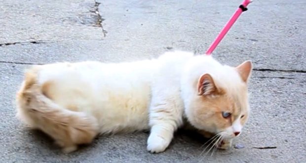 Lehetetlen küldetés: macskát pórázon sétáltatni – videó