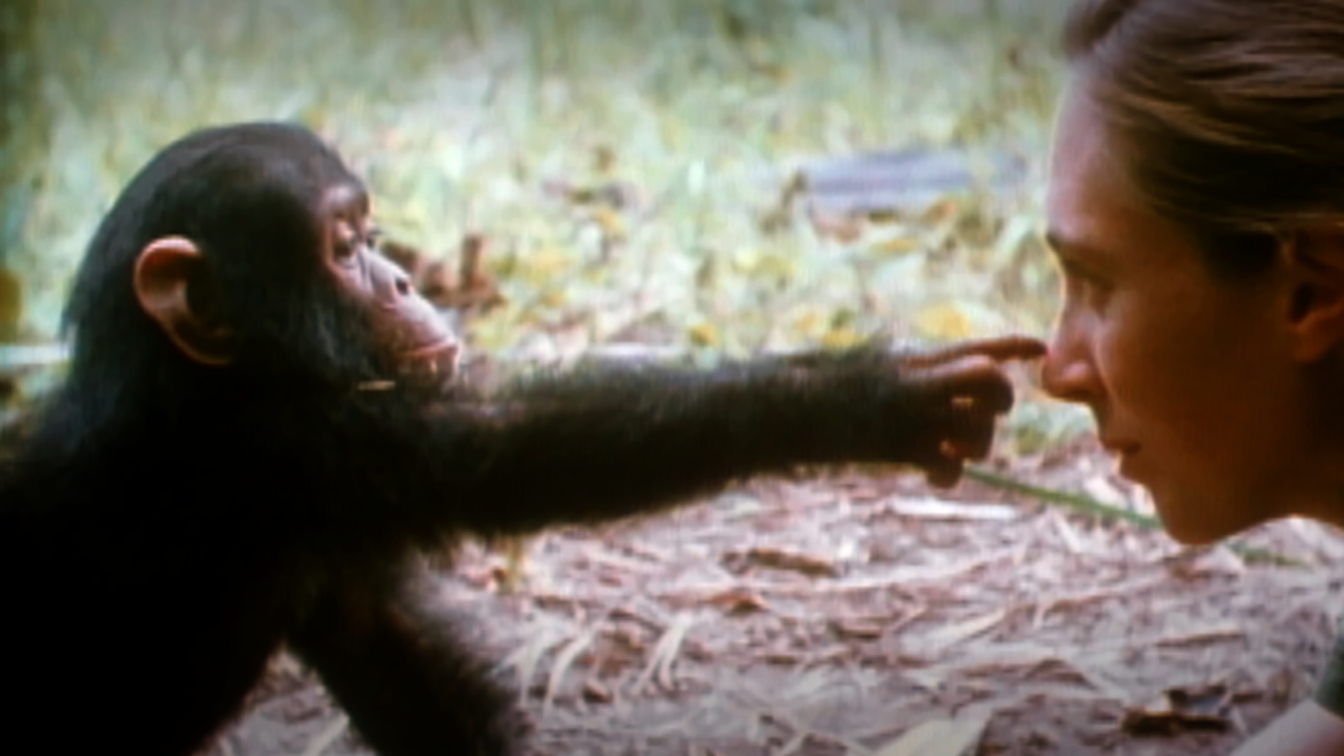 Jane Goodall: az emberiség képes a Föld megmentésére