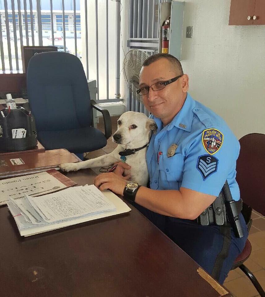 Örökbe fogadta a rendőrség az odatévedt, bántalmazott kóbor kutyát