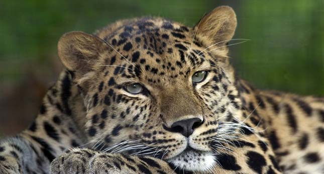 Nemzeti parkot terveznek a szibériai tigriseknek és az amuri leopárdoknak