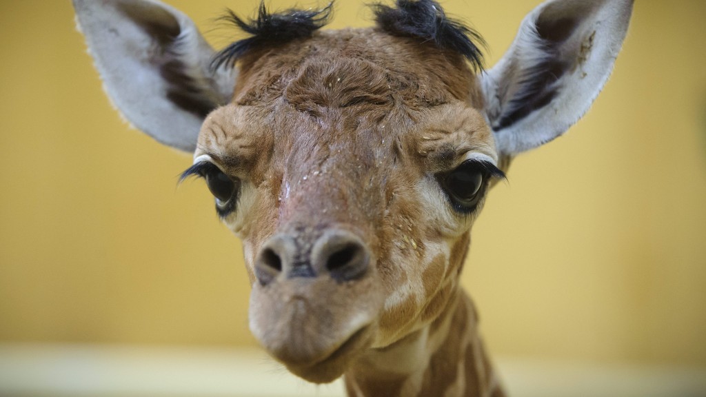 18 naposan váratlanul elpusztult a debreceni zsiráfbébi