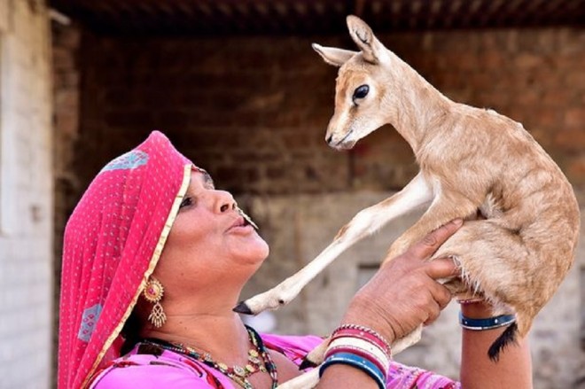 Saját gyerekeként szoptatja az árva szarvasgidát az indiai nő